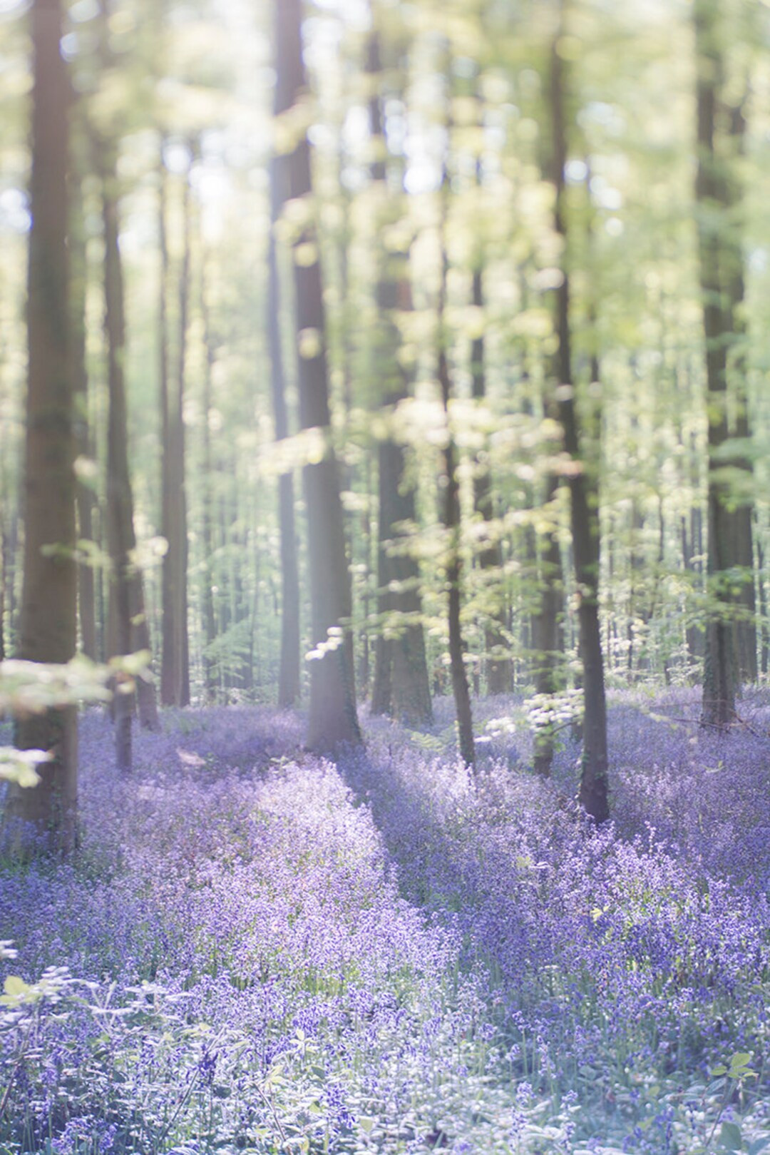 Nature Photography Bluebell Wood Purple Home Decor Fine - Etsy | Etsy (US)