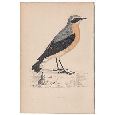 Morris antique 1863 hand-colored engraving, Bird print, Pl 143 Wheatear  | eBay | eBay US