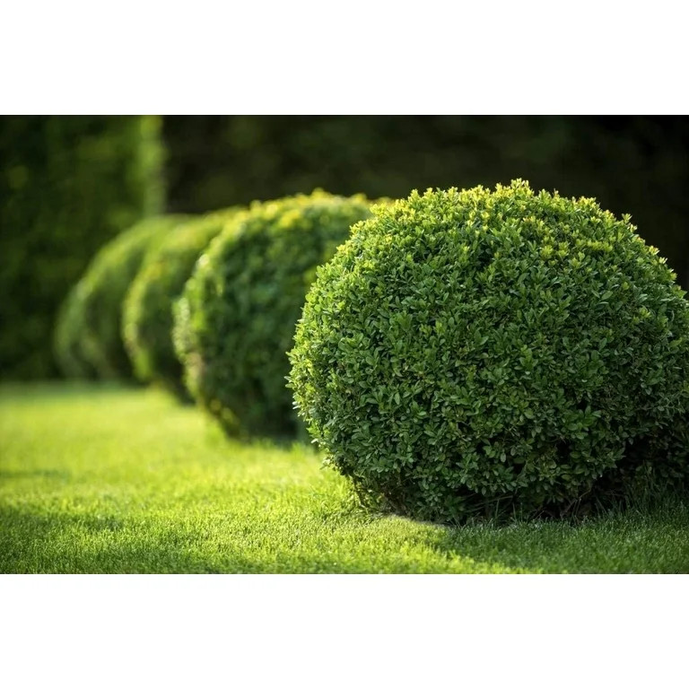 Visit the Florida Foliage Store(3.3)|18 Japanese Boxwood - 10 Live Plants - Buxus Fast Growing Co... | Walmart (US)
