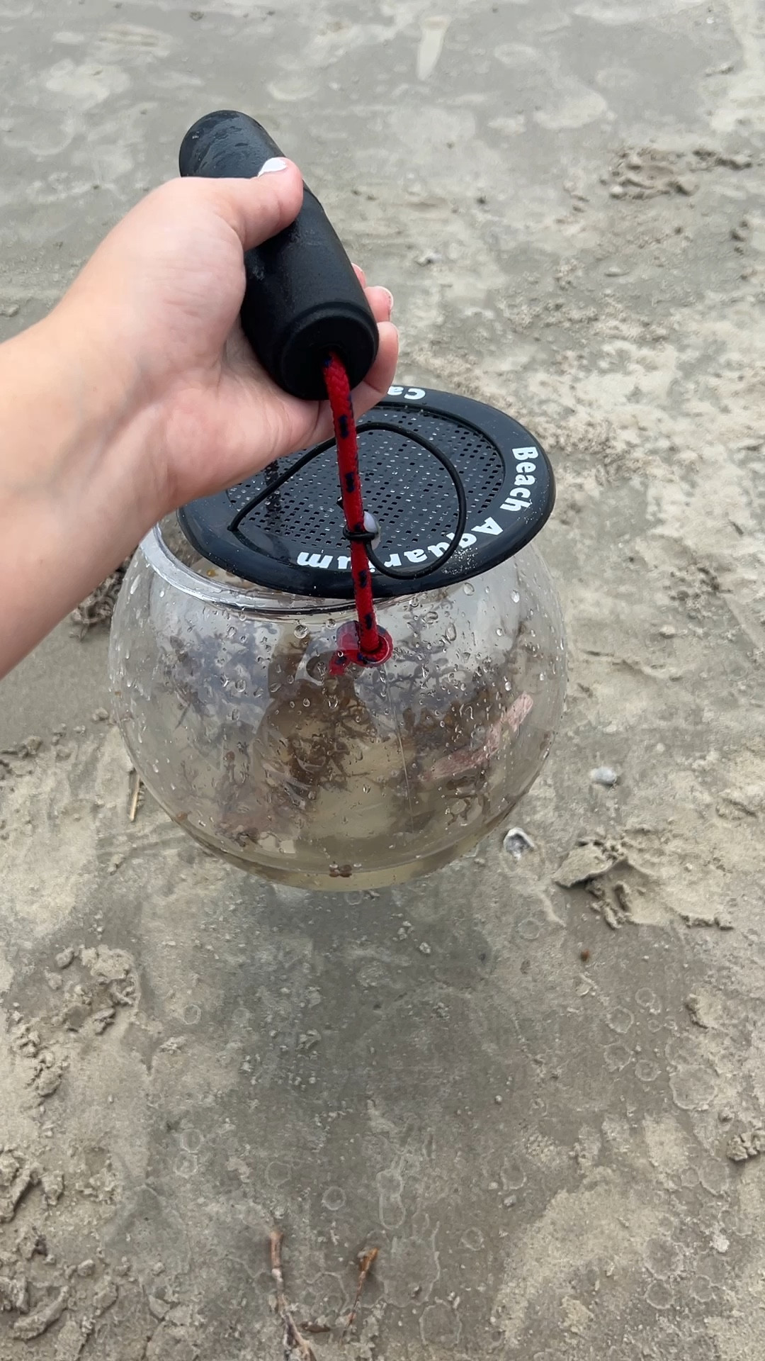 Must have for kids at the beach! Beach Aquarium!! 

#LTKGiftGuide #LTKSeasonal #LTKSwim