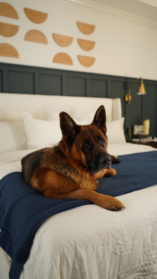 Bedding Refresh with Brooklinen 🛏️
We finally updated our bedding and I couldn’t be happier. We went with Brooklinen’s Percale sheets—perfect for hot sleepers like us. They’re crisp, cool, and super breathable. There’s nothing better than climbing into fresh new bedding… especially when you have a German Shepherd to snuggle up with 🐾💤

#Brooklinen #BeddingRefresh #HotSleepers #PercaleSheets #BedroomUpgrade #LTKHome #LTKSleep #DogMomLife #GermanShepherdLove


#LTKSeasonal #LTKHome