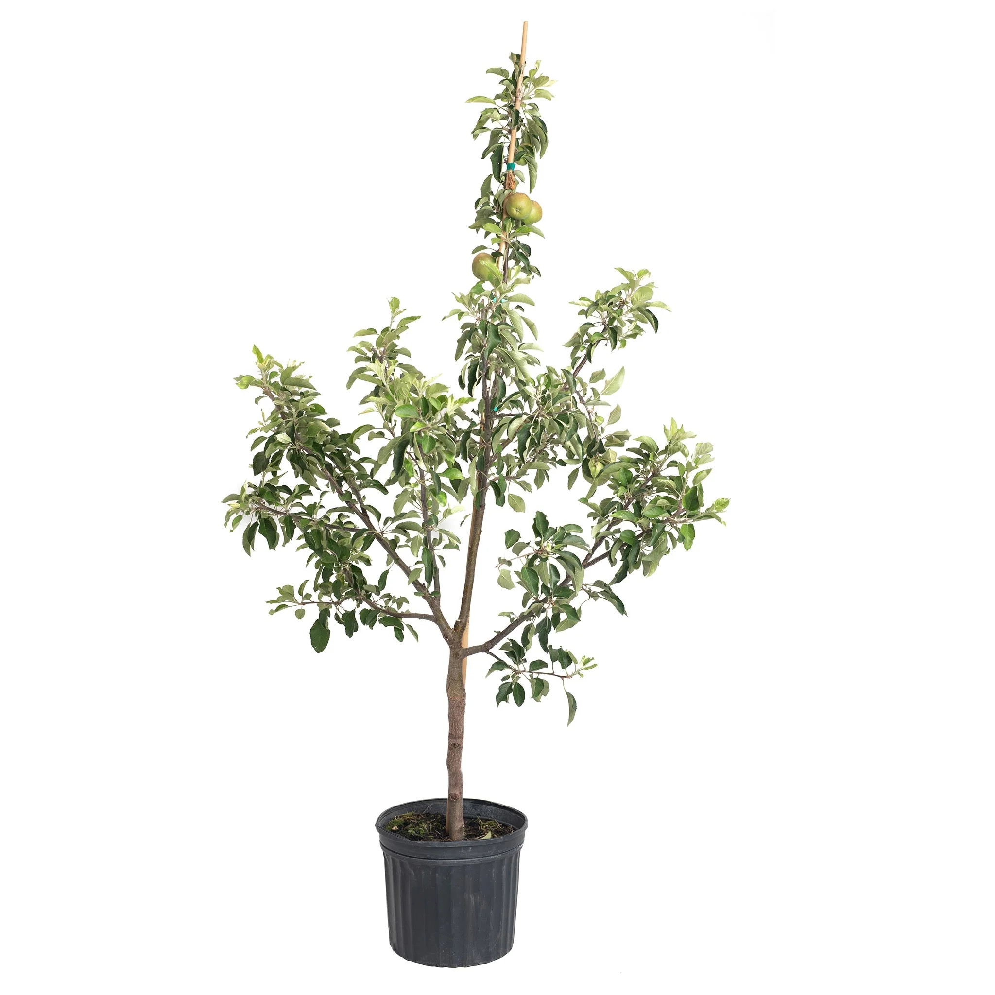 Fuji Apple Tree | The Sill
