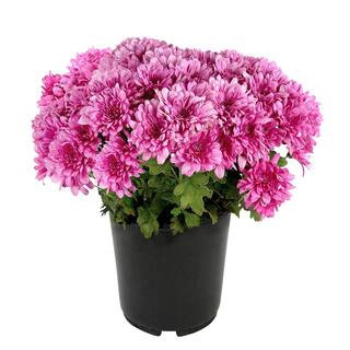 Pink Mum Chrysanthemum Garden Outdoor Plant in 2.5 qt. Grower Pot | The Home Depot