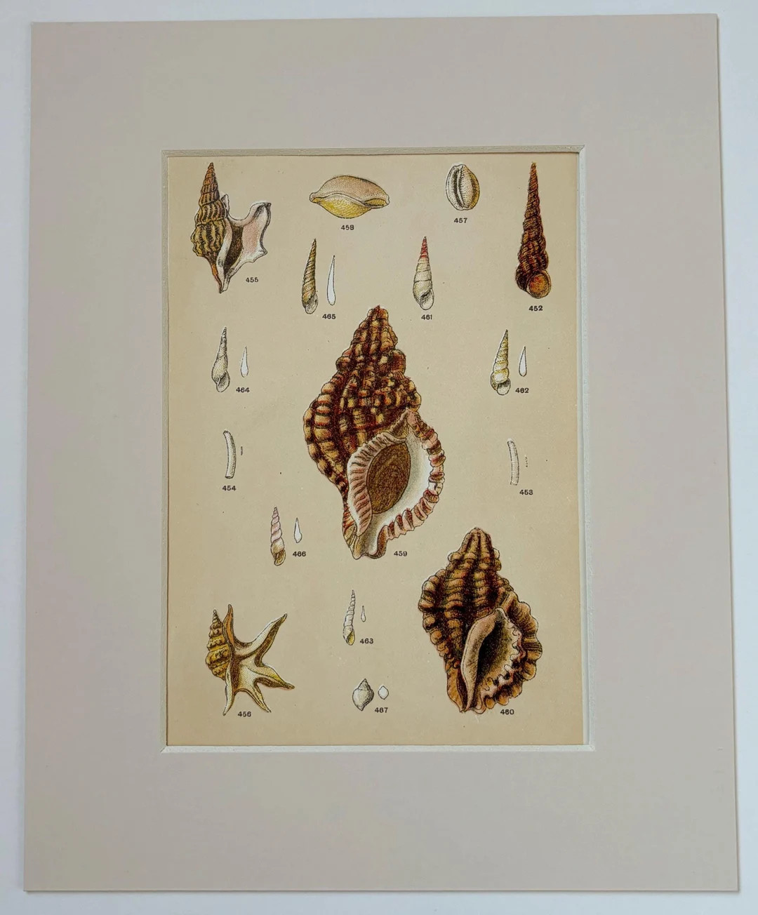1901 Original Vintage Print of British Shells - Available Mounted and Matted - 10 X 8 Inches - Et... | Etsy (US)