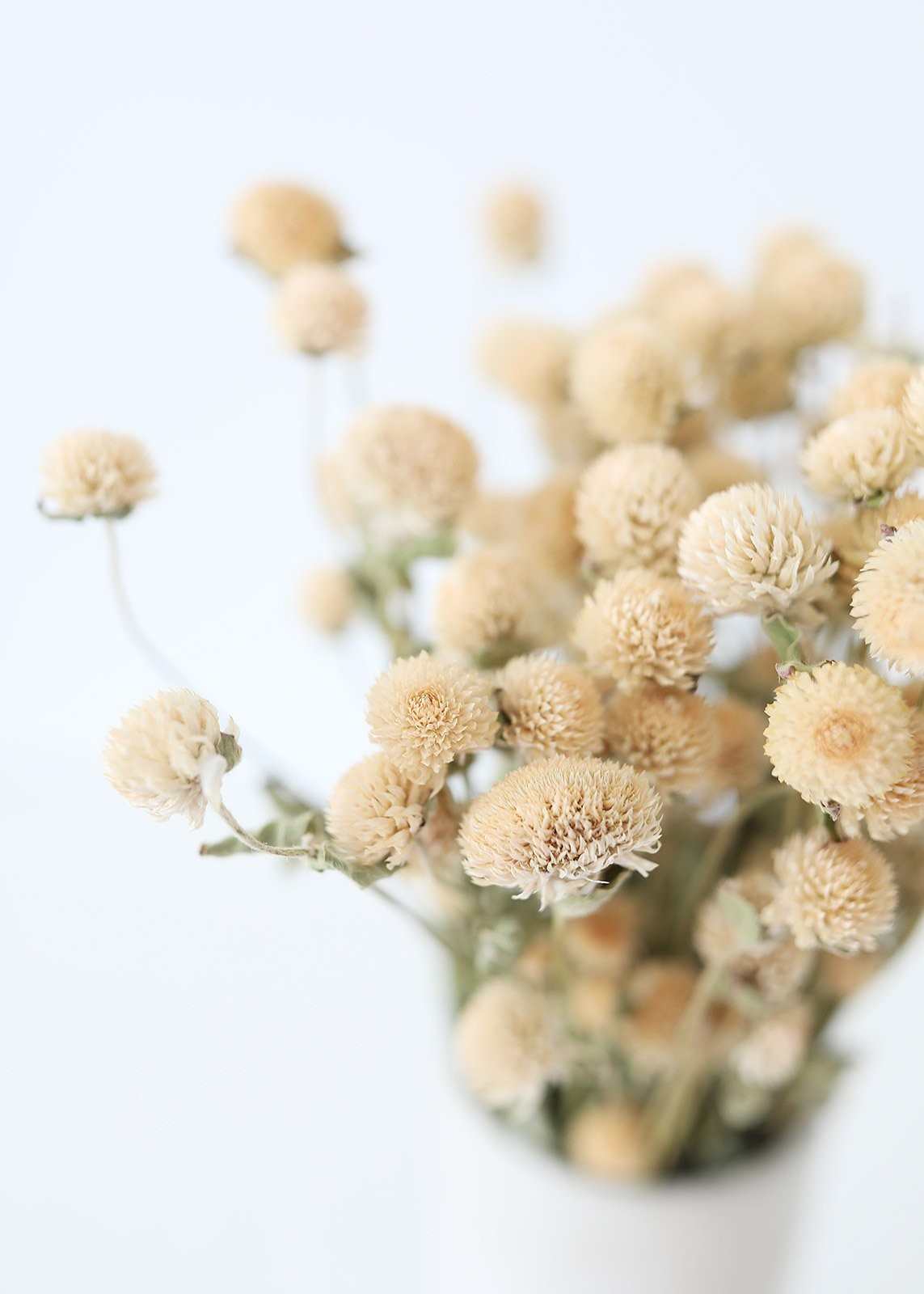 Air Dried Flowers Globe Amaranth in Cream Beige - 14-18" Tall | Afloral (US)