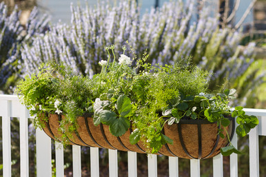 English Garden Railing Basket | Hooks and Lattice