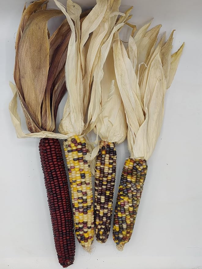 Large Indian Corn in Husk - Pack of 4 for Home Decor, Crafts and Bowl fillers | Amazon (US)