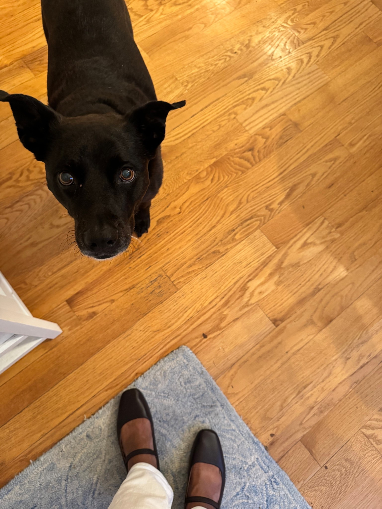 Leather Mary Jane's 

#LTKFindsUnder100 #LTKWorkwear #LTKSeasonal