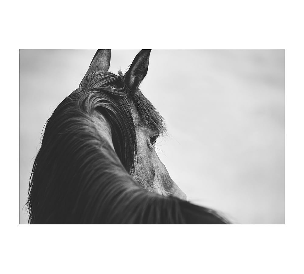 Sideways Glance Framed Paper Print by Jennifer Meyers | Pottery Barn (US)