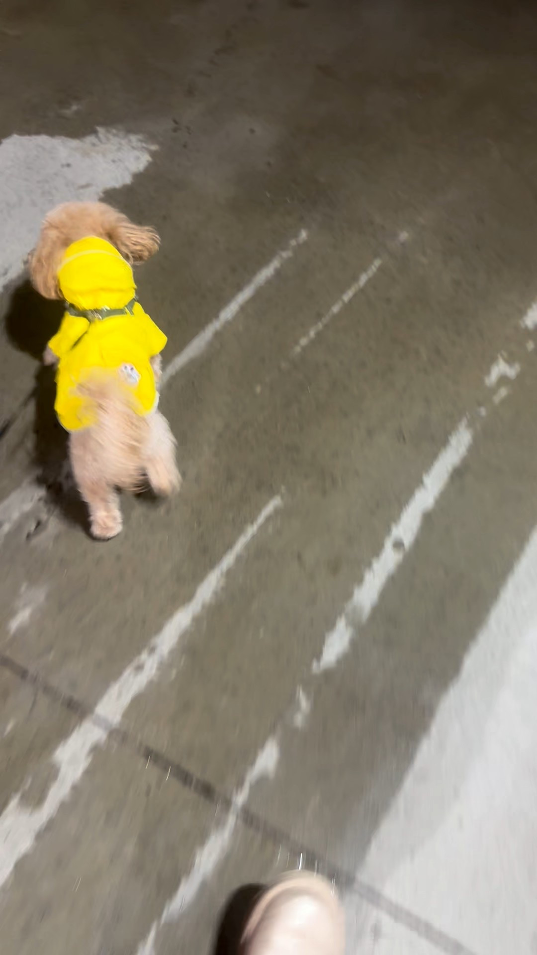 It’s always raining in ATL! Thankfully Bentley has his Canada Pooch Rain Jacket to keep him dry  

#LTKSaleAlert #LTKSeasonal