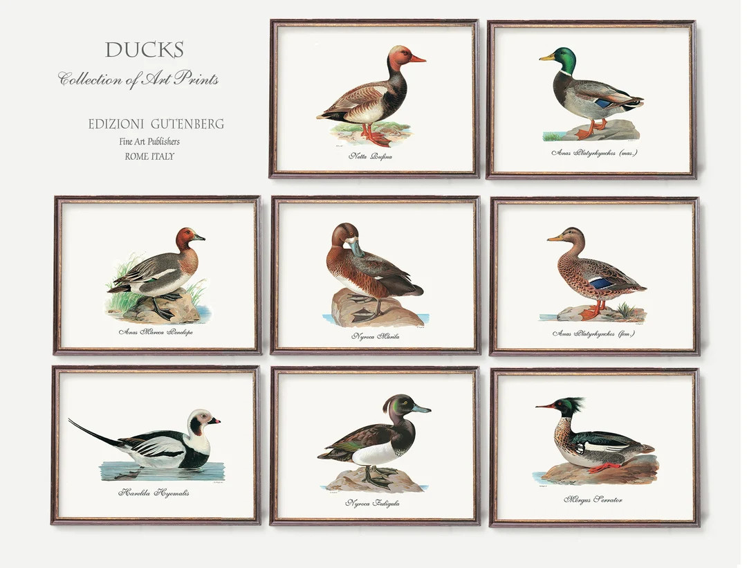 Antique Ducks Art Prints | Duck Breeds Illustrations | Mallard Wall Art - Set of Eight Vintage Il... | Etsy (US)