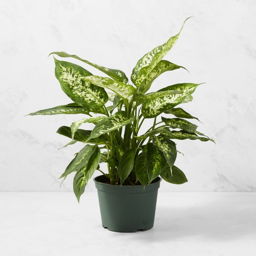 Live Dieffenbachia House Plant, 16 | Williams-Sonoma