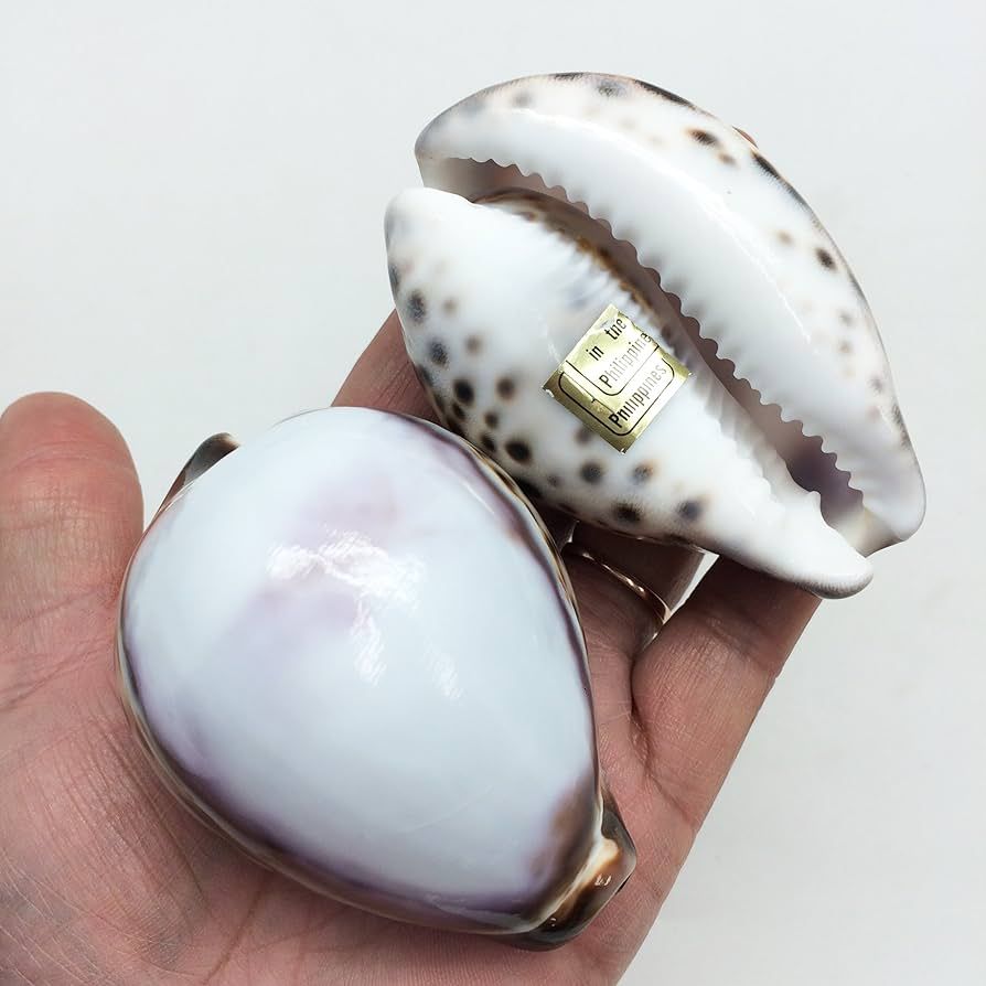 PEPPERLONELY 5PC Polished White Top Tiger Cowrie Sea Shells, Shell Size 2-3/4 Inch ~ 3-1/4 Inch | Amazon (US)