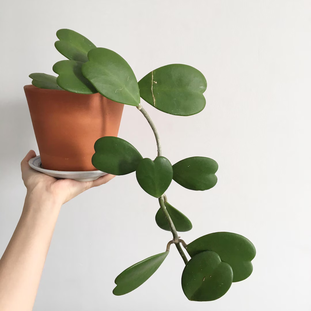 Hoya Kerrii sweetheart Live Heart Shaped House Plant Multiple Sizes Available - Etsy | Etsy (US)