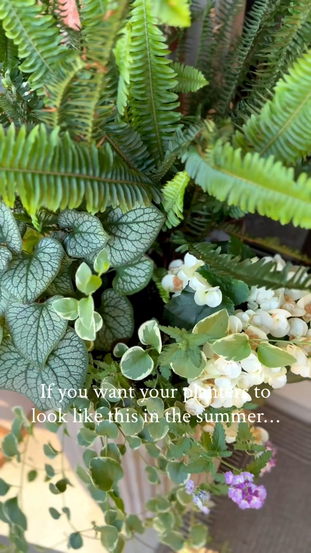 Sale on my porch planters! 

My porch gets limited sun in the morning and full shade the rest of the day. 

🪴The plants I used...
Kimberly queen fern💚
White begonias🤍
Purple trailing lantana💜
Hydrangea🤍
Jack Frost Heartleaf Brunnera💚
Vinca Vine Variegated💚

#LTKSeasonal #LTKHome #LTKSaleAlert