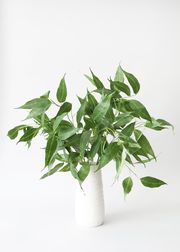 Fake Eucalyptus Leaves Stem - 39" | Afloral (US)