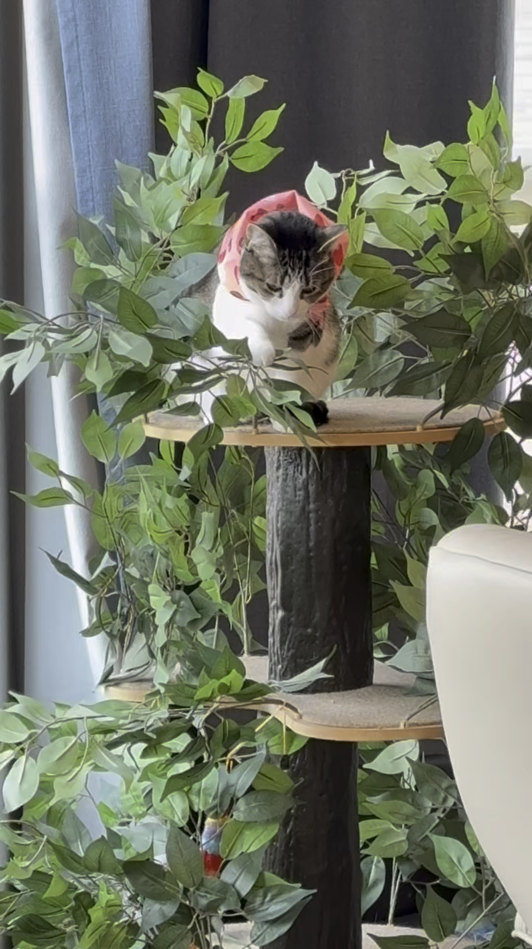 Cat Coraline and the game she plays in her tree. She loves being high up and seeing what’s going on outside of the window  

#LTKWatchNow #LTKPets #LTKHome