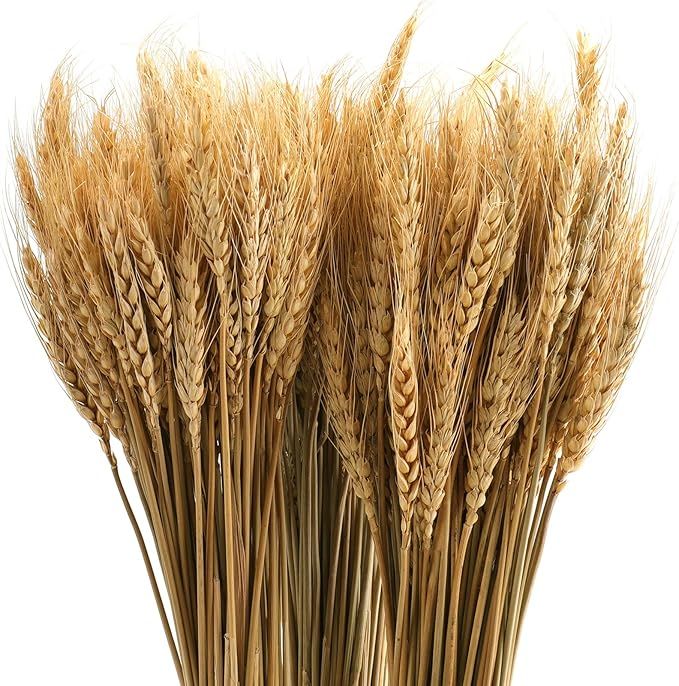Amazon.com: yarlung 300 Stems 16 Inch Dried Wheat Sheaves, Natural Wheat Stalks Bundle Fall Arran... | Amazon (US)