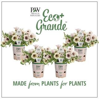PROVEN WINNERS 4.25 in. Eco+Grande Supertunia Latte (Petunia) Live Plant, Silver-White and Brown ... | The Home Depot