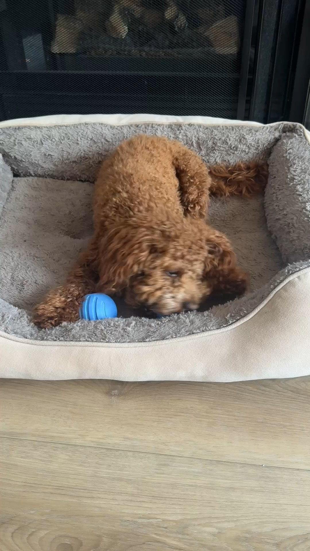 My pup loves these @fablepets dog toys! They have the best dog items!

10% off your first order with code WELCOME10

#fablepets #dogmom

#LTKdayinmylife #LTKmorningroutine #LTKstorytime