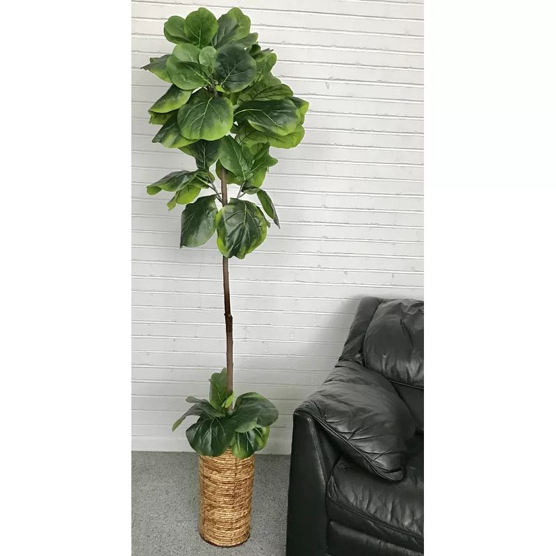 Fiddle-Leaf Fig Tree In Basket | Wayfair North America