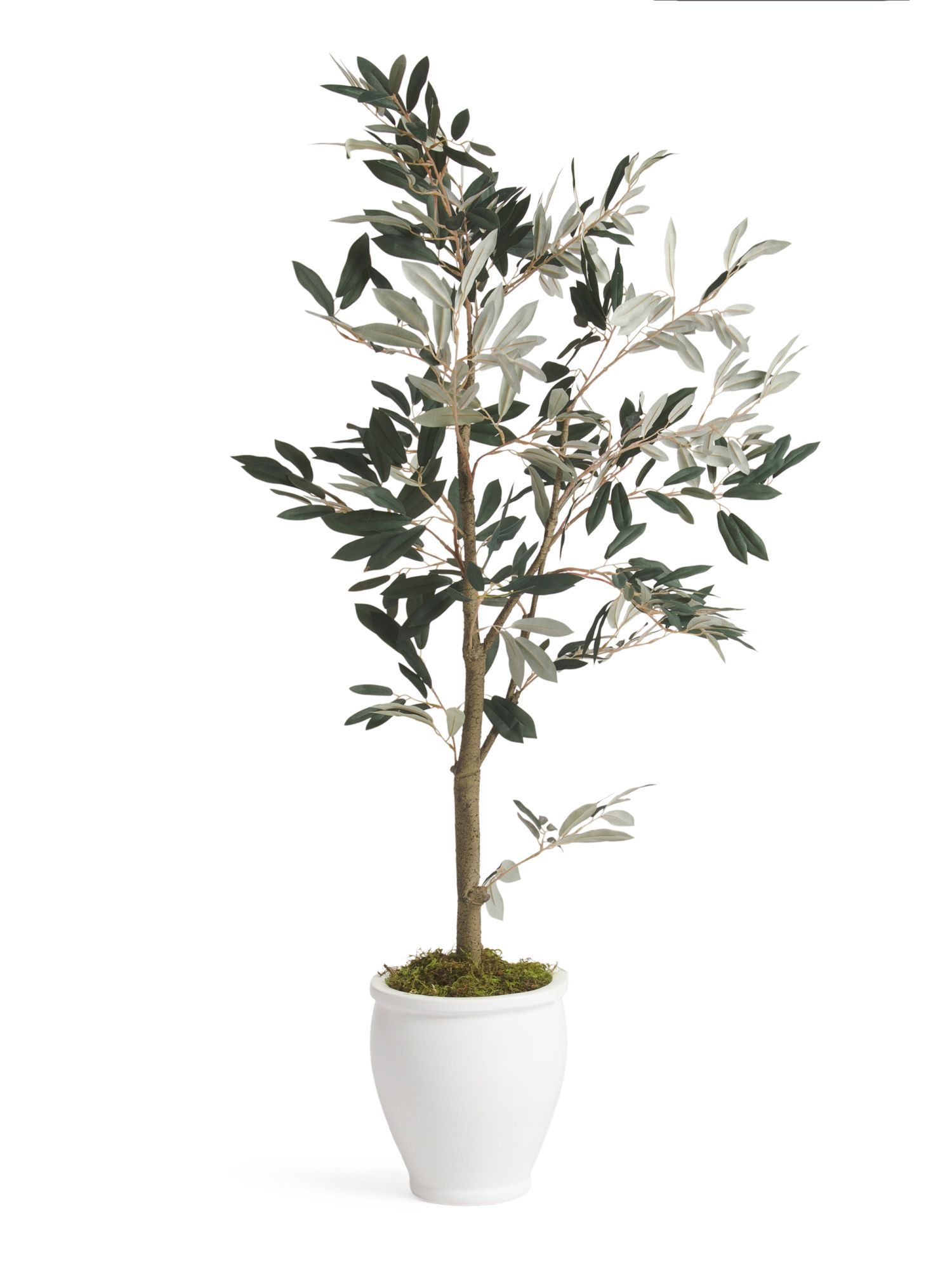 4ft Olive Tree In Ceramic Pot | TJ Maxx