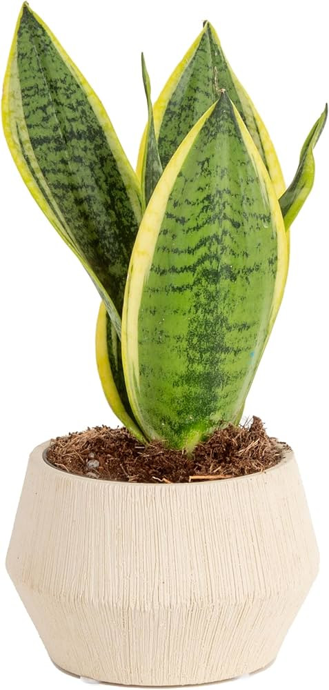 Costa Farms Snake Plant, Live Indoor Sansevieria Plant, Easy to Grow Succulent Houseplant Potted ... | Amazon (US)