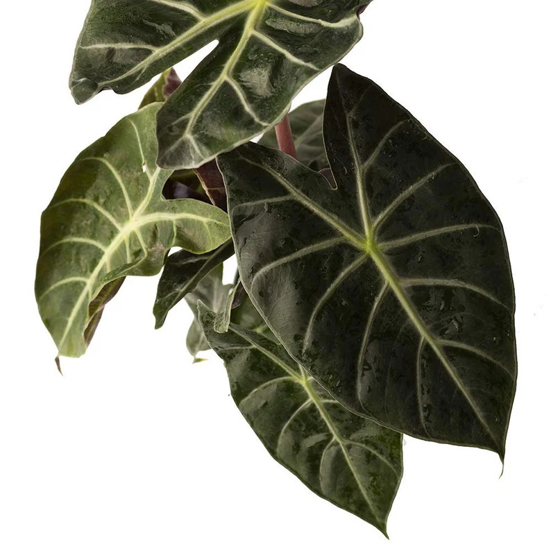 Alocasia Morocco Elephant Ear Live Plant, 6" Pot, Colorful Indoor Air Purifier | Etsy (US)