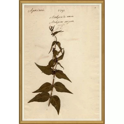'Herbarium 4' Picture Frame Painting | Perigold