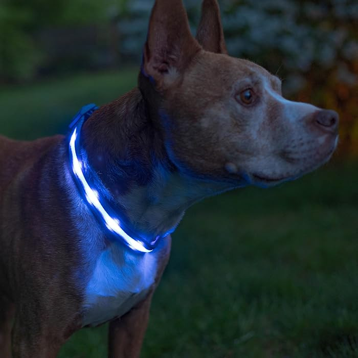 Blazin Light Up Dog Collar - The Original LED Dog Collar - USB Rechargeable - Waterproof - 1,000 ... | Amazon (US)