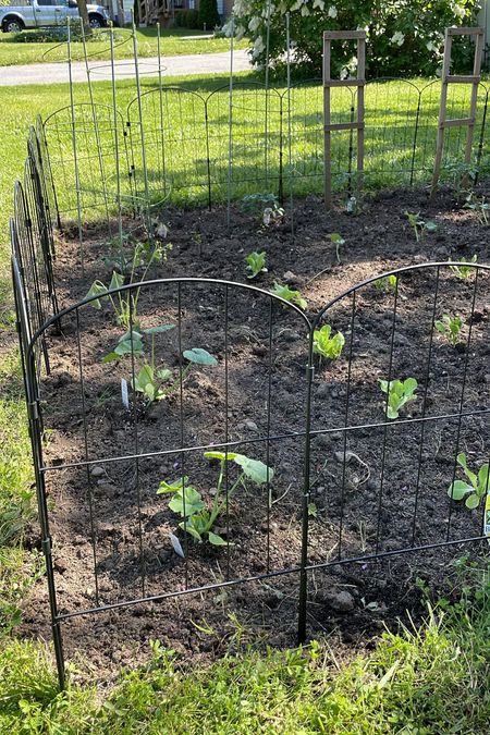 Added this cute black iron garden fence around my new vegetable garden! Great for helping define the space and keeping animals out of your veggies! 

#LTKFind #LTKSeasonal #LTKhome