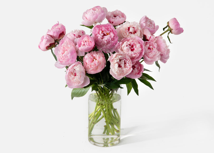 Double The Peony | UrbanStems