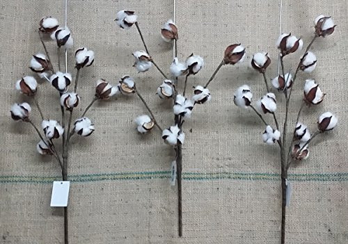 Cotton Stem - Pack of 3 - Floral Cotton Wired Stem / Stalk - Bulk Wholesale Pricing | Amazon (US)