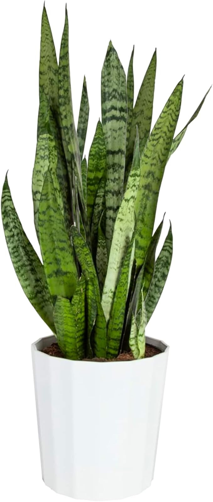 Costa Farms Premium Snake Plant, Easy Care Live Indoor Houseplant in Modern Decor Planter, Air Pu... | Amazon (US)