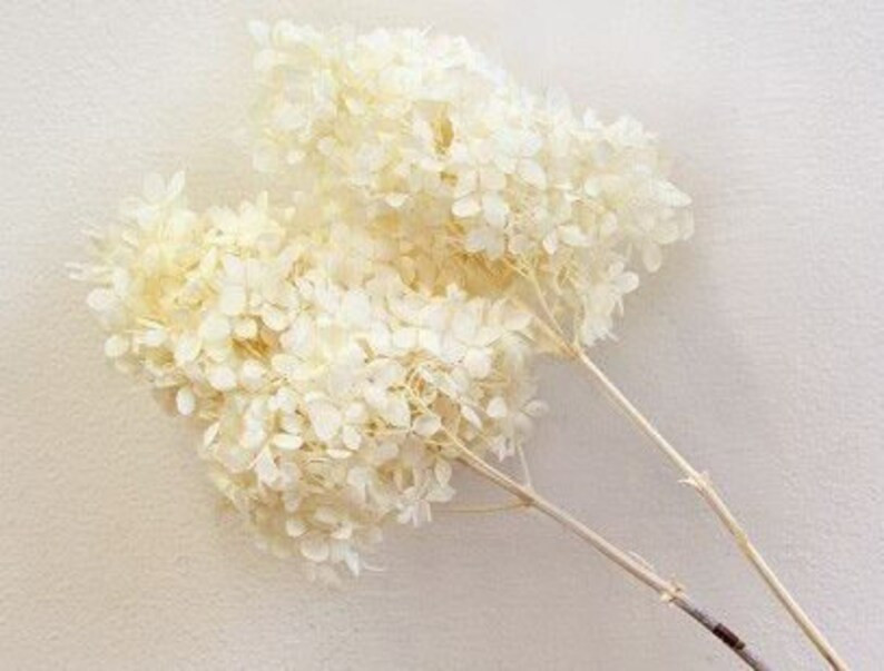 Off-white / Peegee Hydrangea W/stems, High-quality Home Décor Flowers, Wholesale Flowers for DIY... | Etsy (US)