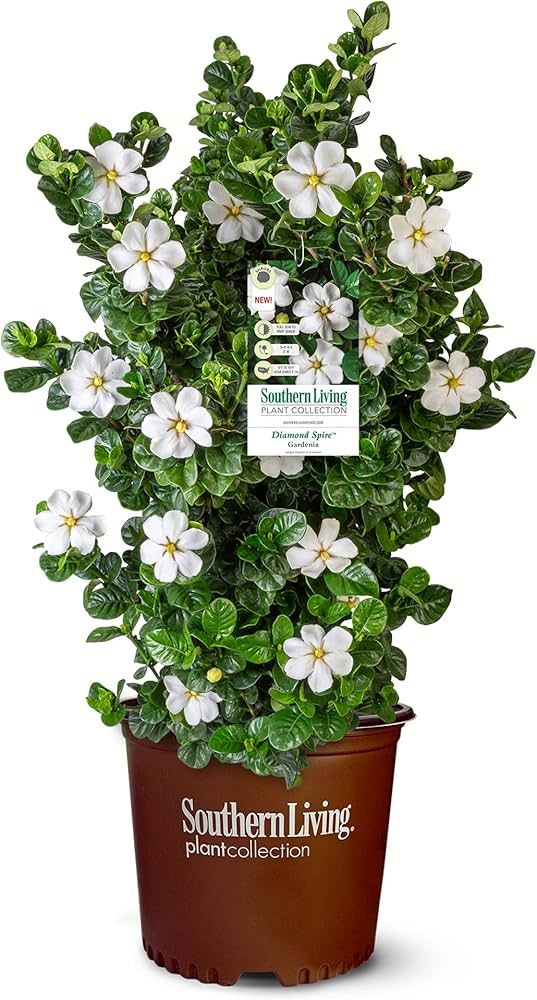 2 Gal. Gardenia Diamond Spire | Amazon (US)