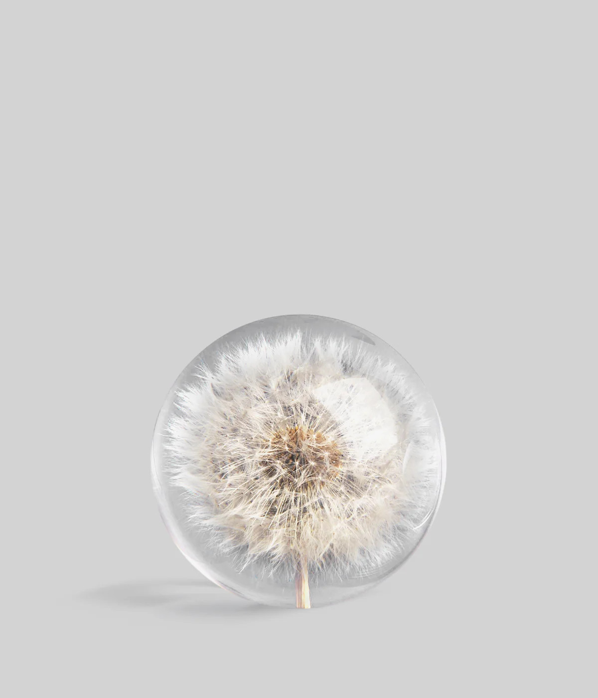 Dandelion Paperweight | Preserved Dandelion in Resin | Bloomist | Bloomist, Inc