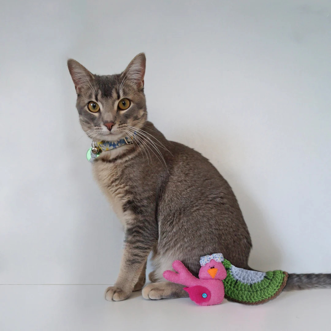 Bird Cat Toy, Watermelon Cat Toy, Kiwi Cat Toy, Fruit Slice Cat Toy, Crochet Fruit - Etsy | Etsy (US)