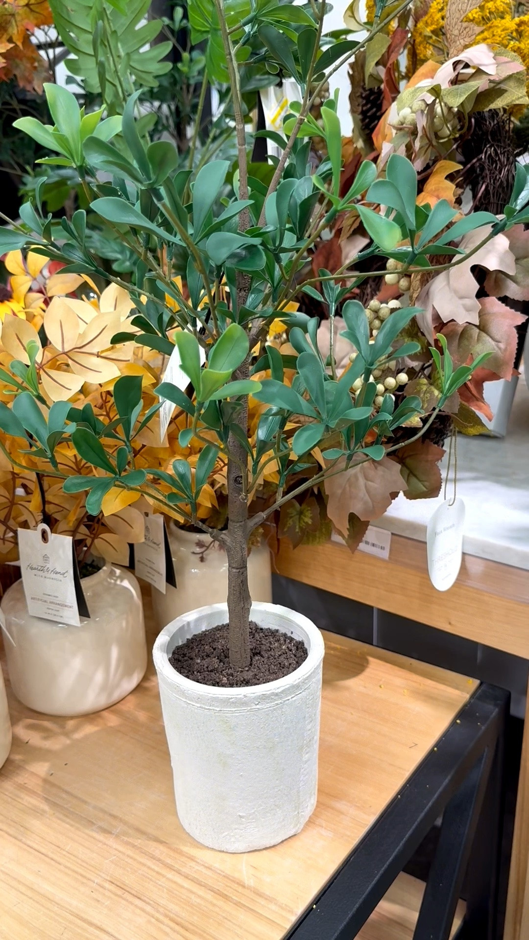 I love the classic look of this mini artificial black olive tree…perfect shape and a cute pot. Display on entryway table, side table, or book shelf. 🪴

And if you’re a mosaic artist, the pot would also make a fun substrate for your tile work. For mosaic tips, tutorials + inspiration please visit my YouTube channel: YouTube.com/julieweilbacher, and follow @julieweilbacher on Instagram.

#artificialolivetree #tabletoptree #fakeolivetree #pottedfaketree #target #mosaic #blackolivetree #tabletopfaketree

#LTKHome #LTKSeasonal