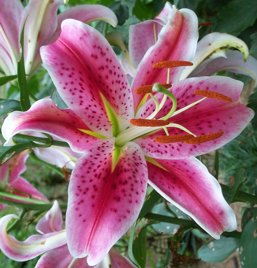 (3) Large Flowering Stargazer Lily Bulbs. Pink Oriental Lily, Beautiful Perennial for Any Garden,... | Amazon (US)