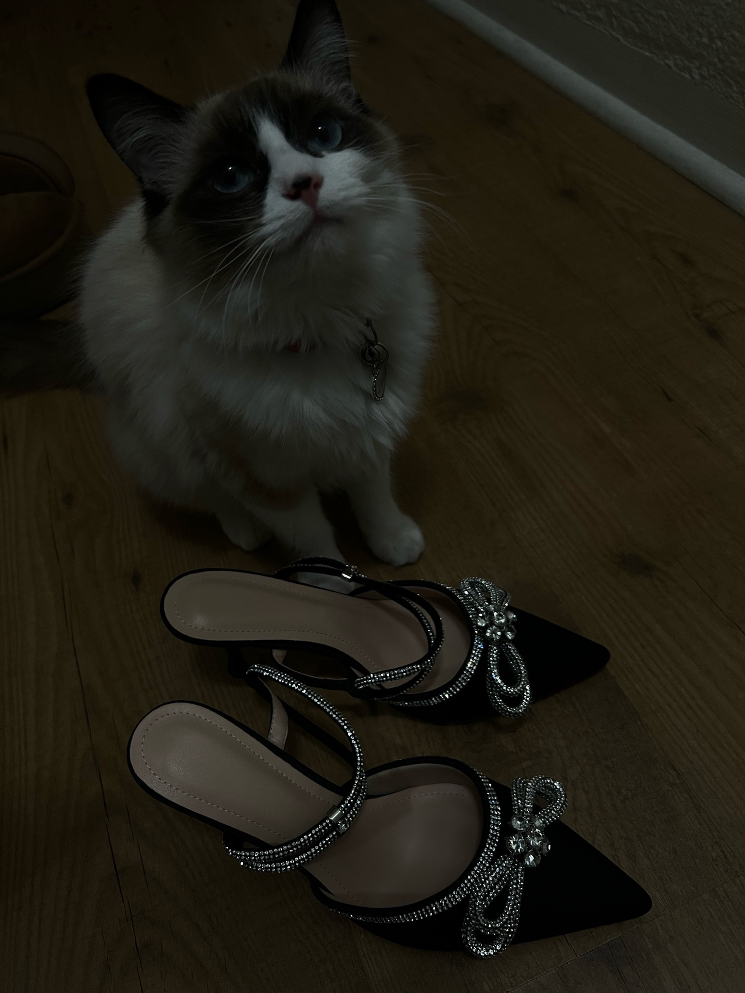 Cat not included. Bday heels!🖤 got a size 7 1/2

#LTKFindsUnder50 #LTKHoliday #LTKSeasonal