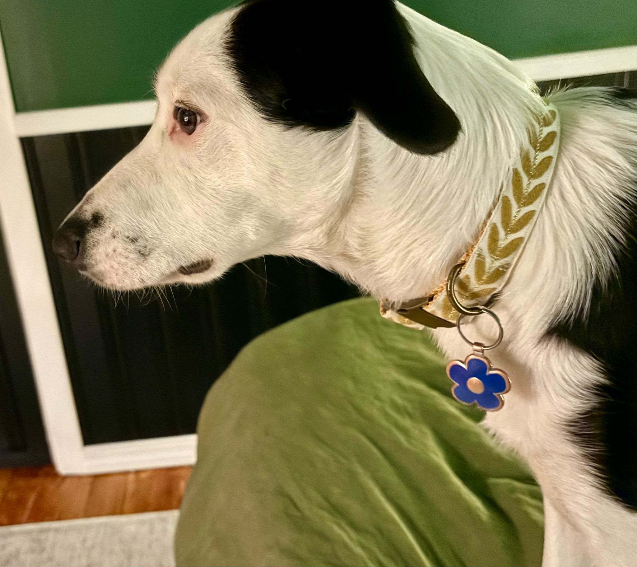 Spring Styles for the pup! 
This yellow and off white dog collar is handcrafted for the feminine fashionista dog in your family. Found on Etsy

#LTKfindsunder50