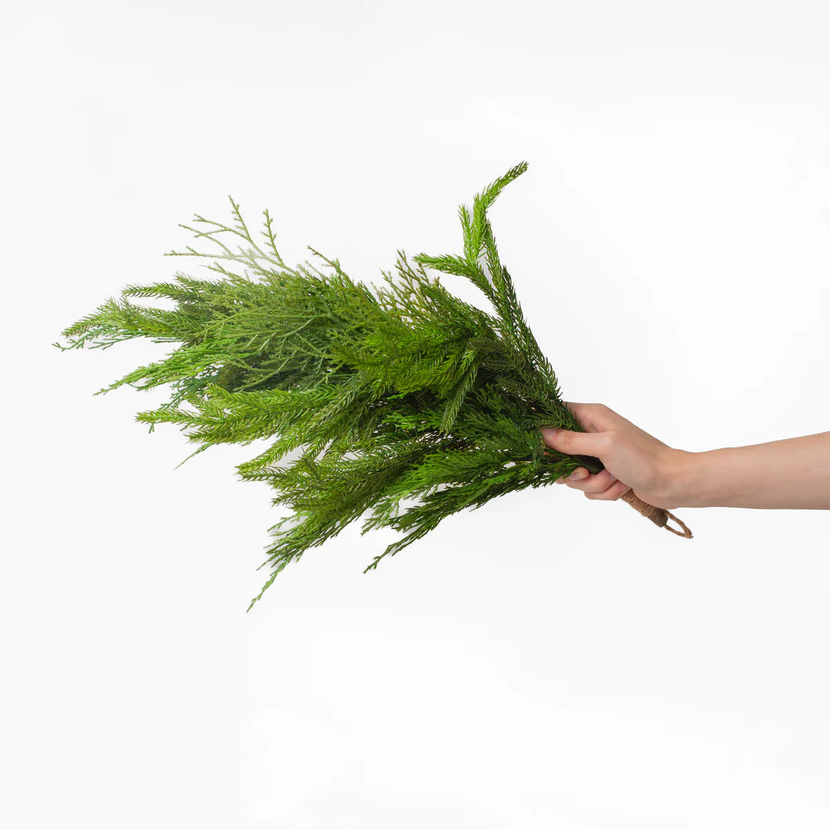Cyprus & Norfolk Pine Bundle | Stoffer Home
