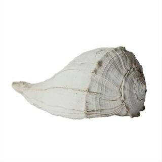 Fossil White Gypsum 12.5 in. long x 7.625 in. wide x 7.625 in. high Large Whelk Shell Sculpture Home Decor Single Piece | The Home Depot