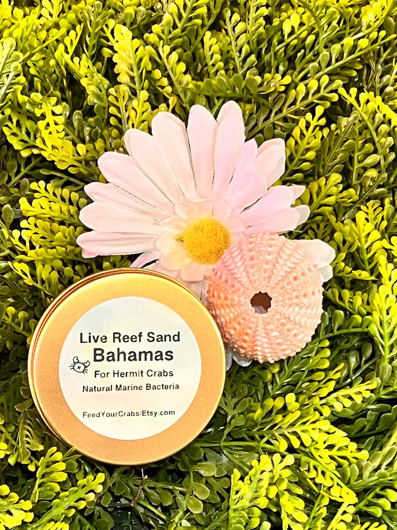 Live Reef Sand for Hermit Crabs from the Bahamas. includes one pink urchin | Etsy (Global)