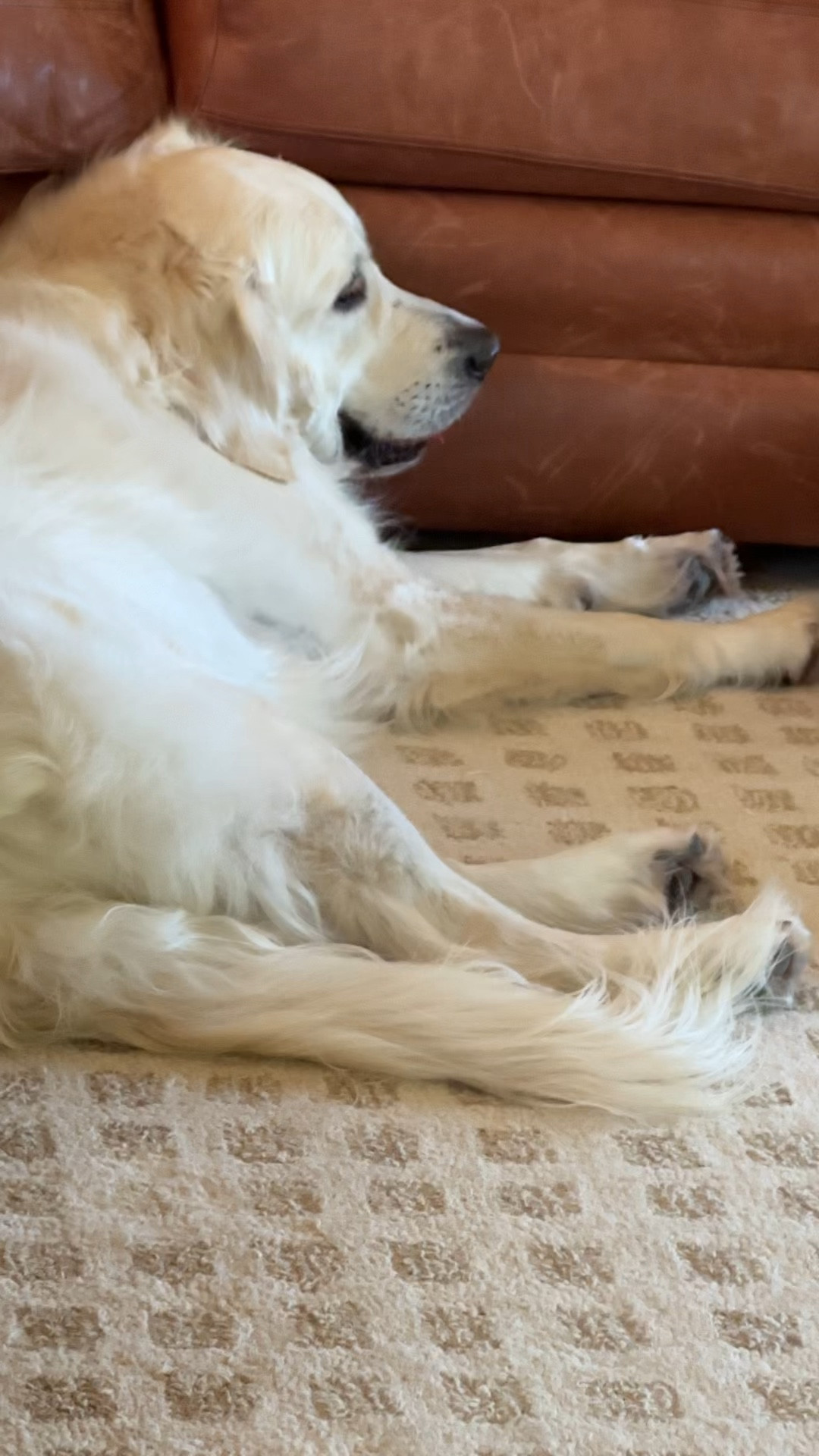 The perfect rug for your dog to unwind on after a long day of naps and treats. Loloi makes the best affordable area rugs! 

#LTKhome