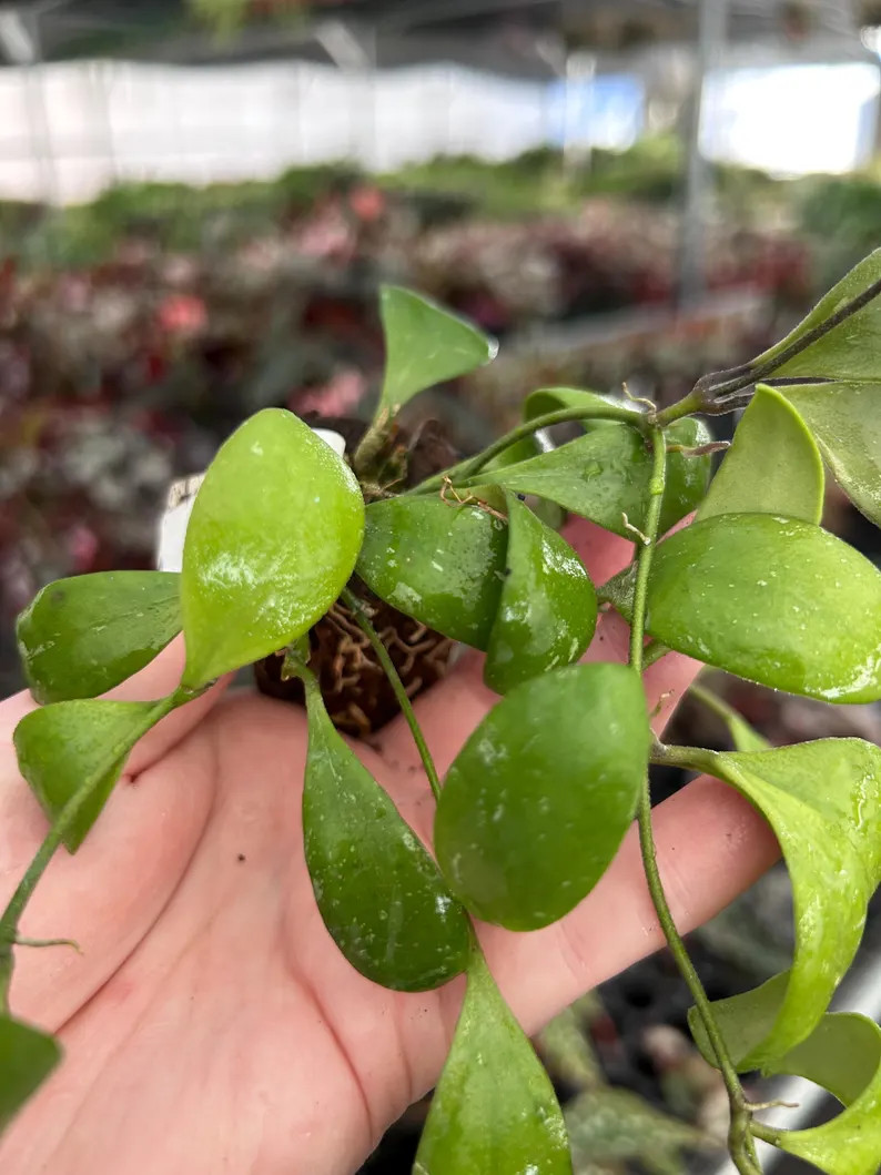Hoya Brevialata Splash Starter Plant (ALL STARTER PLANTS require you to purchase 2 plants!) | Etsy (Global)