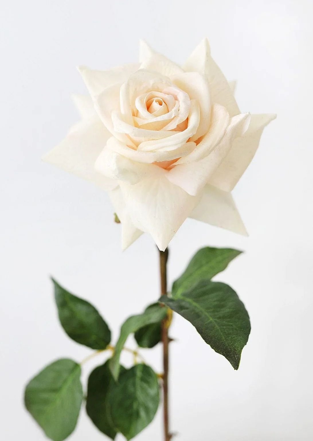 Real Touch Open Dutchess Rose in Cream Peach - 20" Tall | Afloral (US)