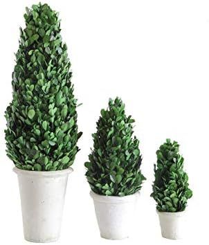 Creative Co-Op Boxwood Topiary in Clay Pot, Large | Amazon (US)