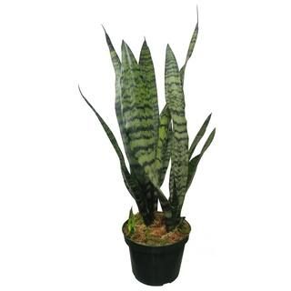 Sansevieria Snake Plant (Black Coral) in 6 in. Growers Pot | The Home Depot